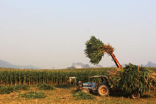 Bán cả cây thay vì lấy hạt: Cách làm mới giúp nông dân Quảng Trị tăng giá trị cây ngô