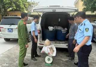 Hưng Yên: Phát hiện, tiêu hủy gần nửa tấn mỡ lợn, bì lợn ôi thiu trên xe ô tô