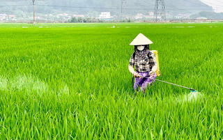 Lúa vụ Đông - Xuân ở Quảng Trị đang trổ bông thì gặp dịch hại diễn biến phức tạp