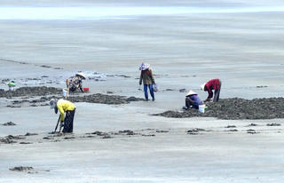  Những phụ nữ lặng lẽ bám đá mưu sinh ở vùng biển Cửa Hiền 