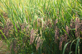 Cà Mau: Tôn vinh các sản phẩm gạo chất lượng cao, thân thiện môi trường