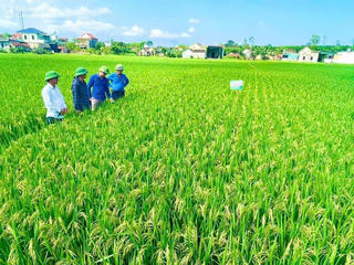 Tín dụng chính sách - 'đòn bẩy' giúp vùng đồng bằng, ven biển Quỳnh Lưu đổi thay