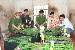 Dùng mạng xã hội buôn 200 cá thể động vật quý hiếm, vận chuyển xuyên Nam - Bắc