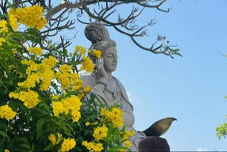 Về chùa, 'đi nhẹ, nói khẽ'