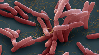 Bộ Y tế khuyến cáo người dân biện pháp phòng bệnh Whitmore