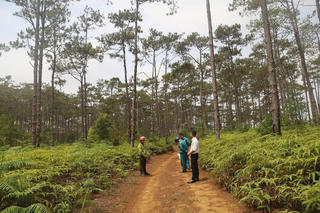 Quảng Ngãi thông qua chủ trương chuyển đổi gần 83ha rừng phục vụ dự án Khu đô thị 6.600 tỉ đồng tại Măng Đen