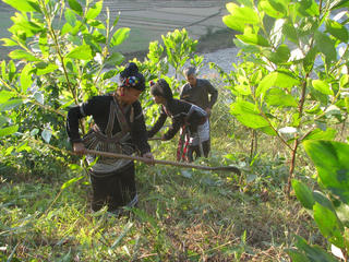 Tiềm năng tín chỉ carbon rừng - 'Lá chắn sinh thái' trở thành động lực tăng trưởng xanh