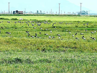 Đàn chim hiếm trong Sách đỏ bất ngờ xuất hiện tại Hà Tĩnh