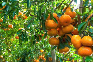 Đồng Tháp chuẩn bị tổ chức Lễ hội Trái cây lần thứ I năm 2026