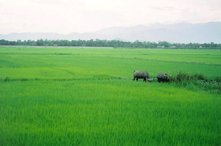 Đề xuất giảm hơn 1 triệu ha đất nông nghiệp trong quy hoạch sử dụng đất quốc gia