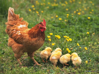 CDC Mỹ cảnh báo bùng phát lây nhiễm vi khuẩn Salmonella do gia cầm nuôi tại nhà