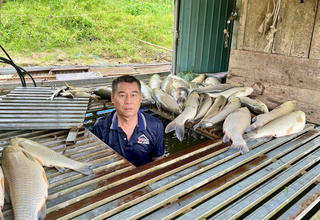 Sau mưa đá, dông lốc, cá lồng bè chết trắng, hơn 3.000ha lúa đổ gãy ở Nghệ An