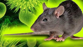 Việt Nam chưa ghi nhận ca bệnh do virus Hanta, Bộ Y tế khuyến cáo người dân chủ động phòng bệnh