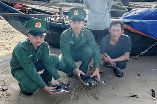 TP HCM: Thả 2 cá thể vích quý hiếm về đại dương