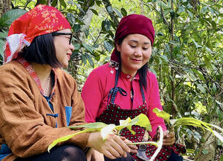 Lương y Nguyễn Thị Thái: Hành trình gìn giữ và truyền lại tinh hoa thuốc Nam

