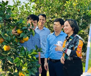 Nông dân Nghệ An chuẩn bị có cơ hội đối thoại với Chủ tịch tỉnh