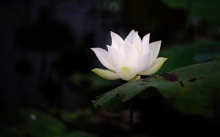 Vĩnh biệt cha