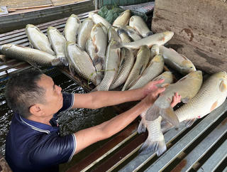 Nghệ An tăng cường quản lý nguồn thải, giám sát dịch bệnh sau sự cố cá chết hàng loạt