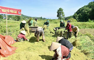 Rộn ràng mùa gặt nơi biên cương