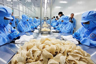 Tổ yến thuộc nhóm rủi ro cao, không được gia hạn tự động mã đăng ký vào Trung Quốc