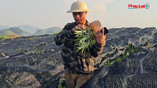 Thanh Hoá: Dứa hỏng đầy ruộng, người trồng dứa lao đao