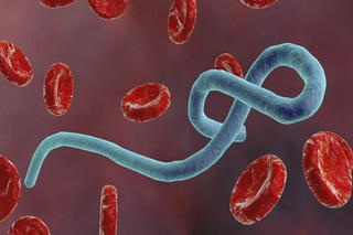 Chuyên gia y tế nói về đường lây truyền của Ebola