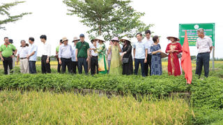 Ngày hội lúa Japonica hữu cơ năm 2026