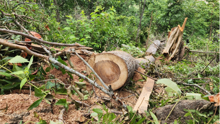 Đắk Lắk xử lý nghiêm vi phạm trong lĩnh vực lâm nghiệp