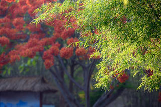 Hương mùa hạ
