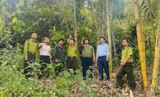 Giữ rừng trên đỉnh Copia