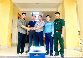 Cứu hộ rùa núi vàng quý hiếm đi lạc vào khu dân cư