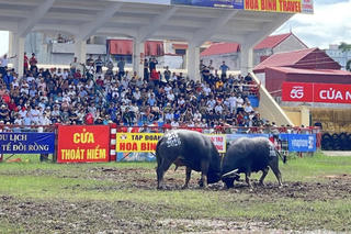 Vòng chung kết Lễ hội Chọi trâu truyền thống Đồ Sơn 2026 tôn vinh di sản, lan tỏa bản sắc văn hóa miền biển