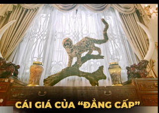 Ra mắt phim ngắn truyền thông cảnh báo hậu quả 'thú chơi' tiêu bản động vật hoang dã
