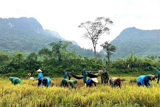 Bộ đội giúp dân giữ mùa lúa, đưa thầy cô vào bản giữa vùng chia cắt Bộ đội giúp dân giữ mùa lúa, đưa thầy cô vào bản giữa vùng chia cắt