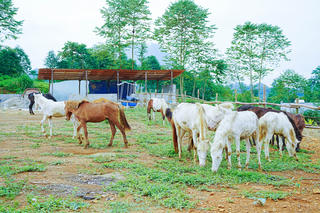 Bản Lầu (Lào Cai) phát triển chăn nuôi ngựa theo hướng hàng hóa