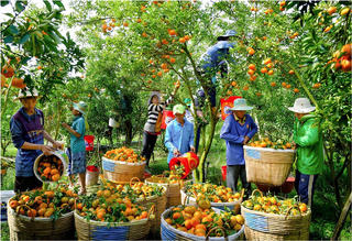 Thúc đẩy sự phát triển vựa nông sản Đồng bằng sông Cửu Long
