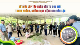 Nhân rộng mô hình chăn nuôi lợn nái an toàn dịch bệnh dựa vào cộng đồng tại Lào Cai