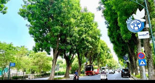 Hà Nội thí điểm “phủ xanh” trụ đường sắt trên cao, hầm chui và nhà chờ xe buýt