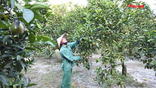 Xã Đồng Lộc sức bật từ những mô hình sản xuất lớn 