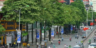 Hà Nội ban hành danh mục cây xanh mới, hoa sữa có bị cấm trồng?