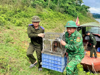 Hà Tĩnh: Thả 22 cá thể động vật hoang dã quý hiếm trở về rừng tự nhiên
