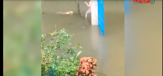 Chú chó bơi hơn 1km nước lũ đi tìm chủ