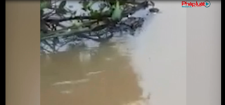 Hoảng hồn phát hiện cá sấu to trên sông ở Đồng Tháp