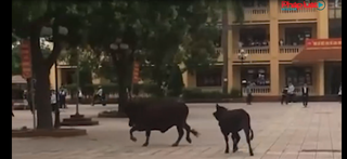 Bò lao vào sân trường rượt đuổi, húc nhau khiến học sinh hoảng sợ