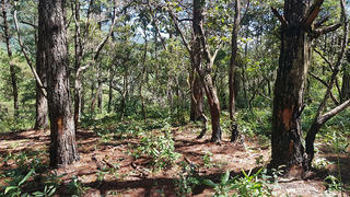 Lâm Đồng: Khẩn trương điều tra vụ đẽo gốc, đổ hóa chất vào cây rừng phòng hộ