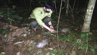 Thả 79 cá thể động vật hoang dã quý hiếm về môi trường tự nhiên