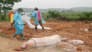 Xử lý nghiêm các trường hợp giấu dịch tả lợn Châu Phi