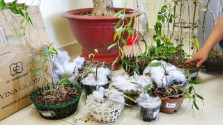 Nhóm đối tượng trộm lan đột biến trị giá tiền tỷ