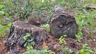 Lâm Đồng chấm dứt 5 dự án đầu tư hàng chục năm không triển khai, chỉ khai thác gỗ