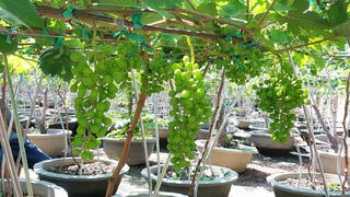 Nho cảnh, nho kiểng Ninh Thuận sẵn sàng cho thị trường Tết